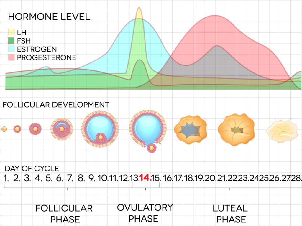 Team Bio-Nic - A woman's menstrual cycle is roughly 23 to 38 days in length.  This comprises of the early and late follicular and luteal phases where  various hormonal changes affect ones